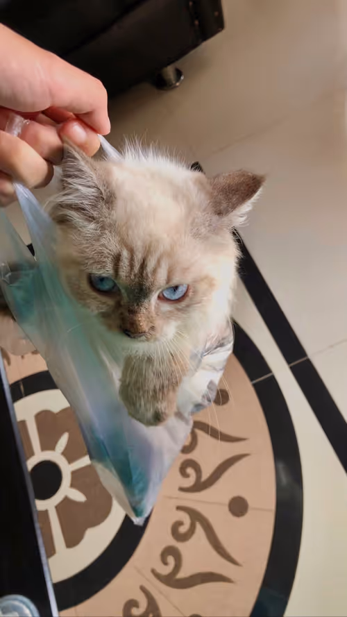 Item #113108123893781287193638742201143473737808108693062803138143660136353302052865 Media