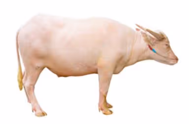 Untitled Collection #43176588