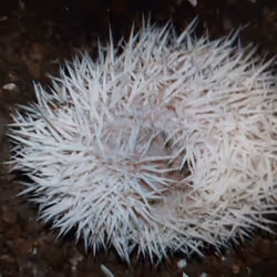lively lovely ball