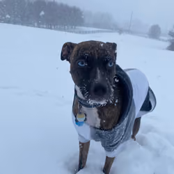 lilgriz