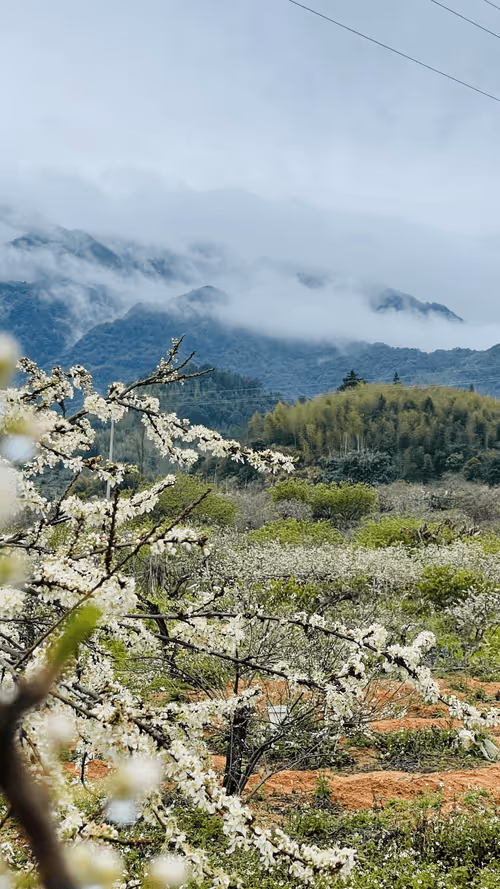 Item #55498827453282751112994663474612527609893380765469579837476847568238285946890 Media