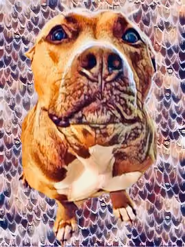 Milan The Doge