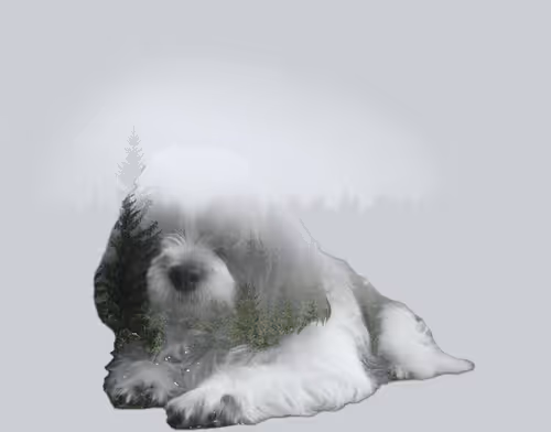 Item #62345621683661683193713543406616418673876020109873424311626099117967456337921 Media