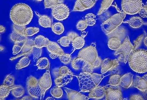 Item #94269245491509990734465210167466884321016156327322156678976395976797109354506 Media