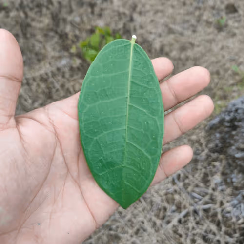 Item #31081804352330578596568685091517160537930858517835942894700269933937639292929 Media