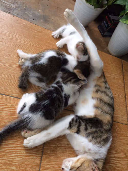 Item #48379251883092317443194330208135156888907821779132589659342184505663928926209 Media