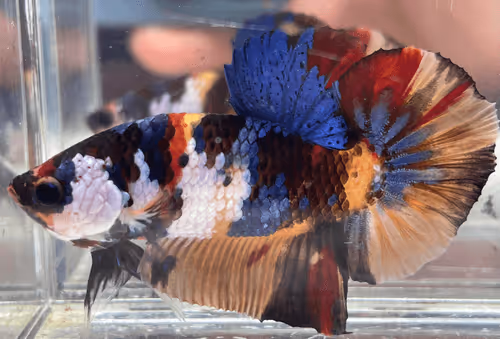 55223540472424921107831059818050549495551827455006223519619694301398419111939