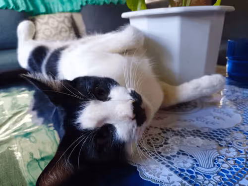 Item #89331665747570926078978904565151837822788080939742704876963867112801059209217 Media