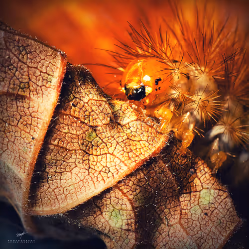 Item #113065873903366828743744079288708835697083018334279533284549130274615163092993 Media