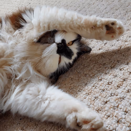 Item #13161020314009032005485822086301964352885579695205061807387255179478676013057 Media