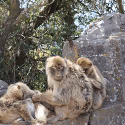 Very Bored Apes#20
