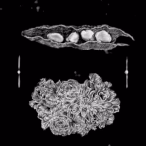 Item #67553364102704910052786438722982539447022718177836165747965600778070117056513 Media