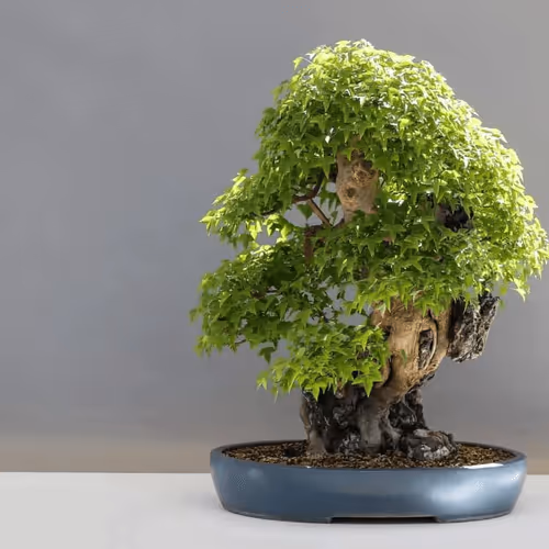 Item #104496985584808197411299000803927756186977529206466580863662692647155630342145 Media