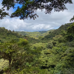 Pura Vida