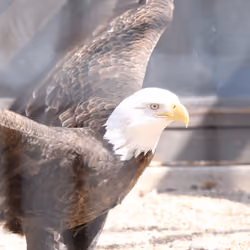 Eagle Wings Spread Test