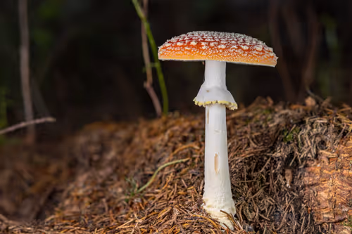 Item #64713155281190120806625528010509445569029273032710388433466981991385267175425 Media