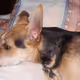 96797678678926695882334188481660918358740426252181713721718185289115731230730