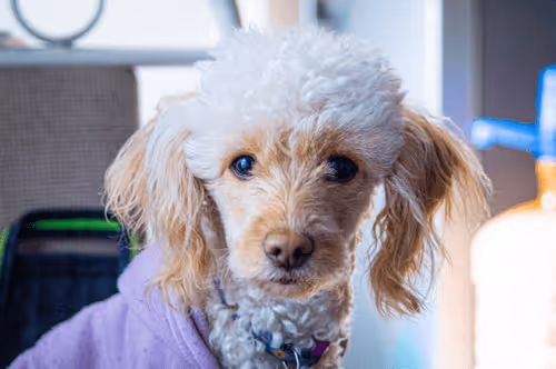 Item #51612466920576514167808642933924720719351151138092234111311196067383409115137 Media