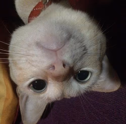 Item #45172585335081813343644153314495358007196078945782785289910377724888987205642 Media