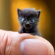 Cat Minature