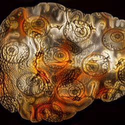 29877578668728852178902598419785793077778618348046200683544678277766153502721