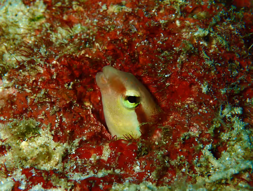 Underwater Unseen Thailand