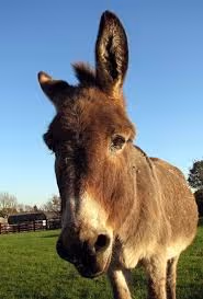 Item #82095196973493559742241704269935125691650208203217213121295443731125331034117 Media