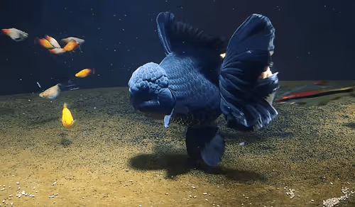 Item #81032937518726781130427896739408939347327063862450356405897967557914803568641 Media