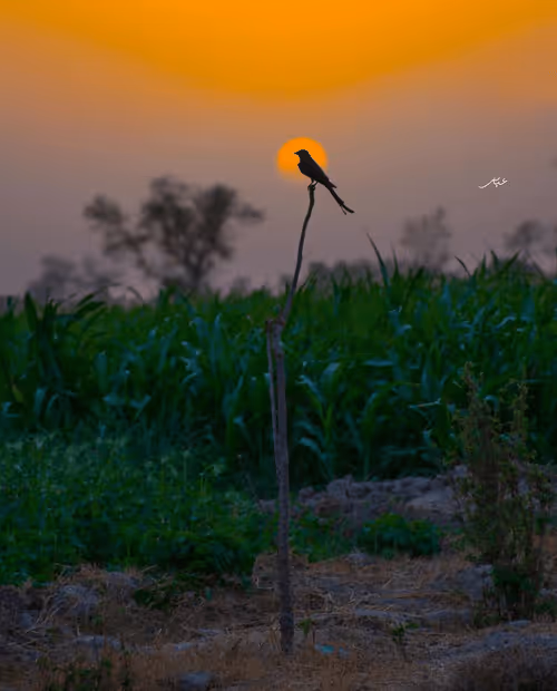 Item #9104047852343460824823657095955061139286762947505329334286274253290798579713 Media