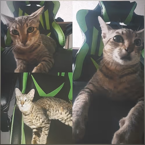 Item #4206968959528382267850550168117913088191590325513865346546053352757783429121 Media