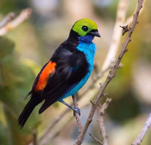 Item #83462484926125179177933876272722647181473475967863052278931111141632980811777 Media