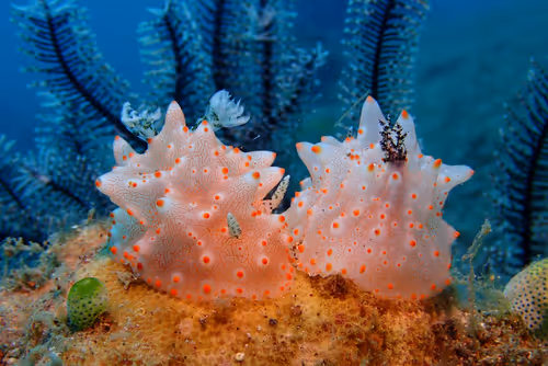 Underwater Unseen Thailand