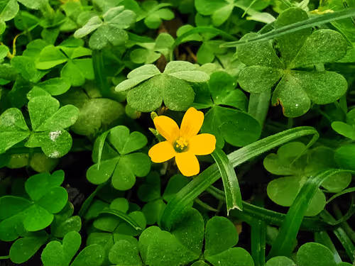 Item #79881050723478976597603312711140696422670200976584181801927160700905262678017 Media