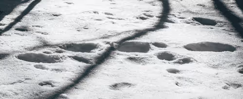 Item #30722437421260437181032699812971068310552594601317848435133761747410562842625 Media