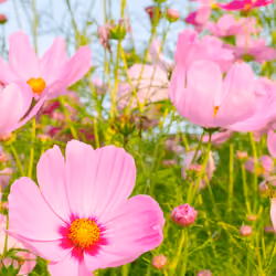 Hope Flower #016
