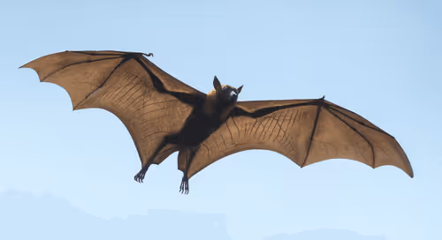 Test Batz