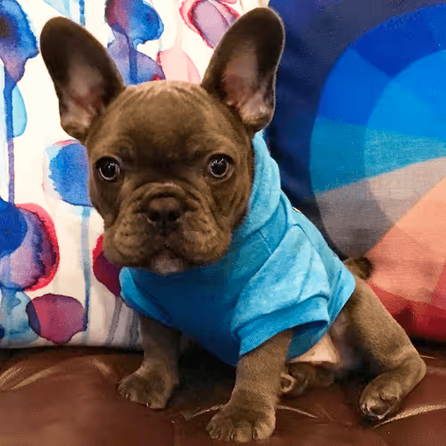 99031261785432219130552668818269695456905868997165113515571762296161487028225