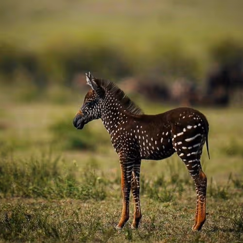 Untitled Collection #36212745