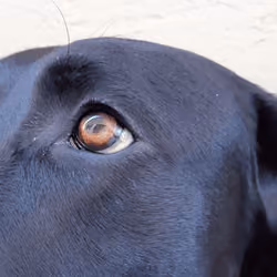 labrador