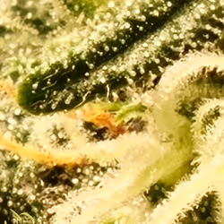 5375170019579864055237503846740004616490270421629515868893561891476291452929