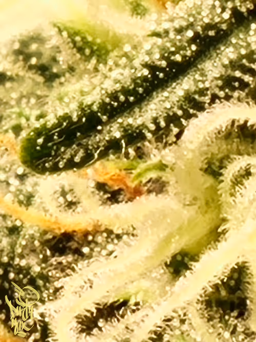 Item #5375170019579864055237503846740004616490270421629515868893561891476291452929 Media