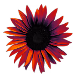 Sunflower Energy IV
