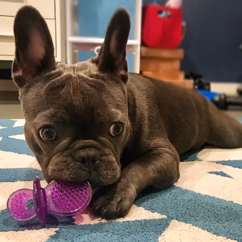 Item #99031261785432219130552668818269695456905868997165113515571762490775045144577 Media