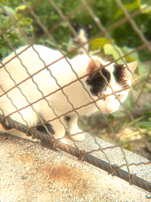 Item #102650025238985064889532626323507420633017859616961165632132730420196152442881 Media