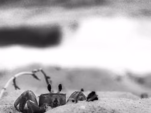 Item #41224920182518181560806089157378548851265861215278832006028644638004606926849 Media