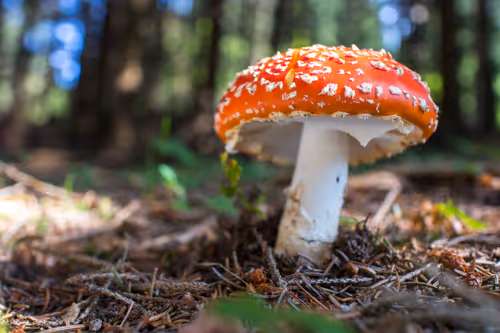 Item #64713155281190120806625528010509445569029273032710388433466982014475011358721 Media