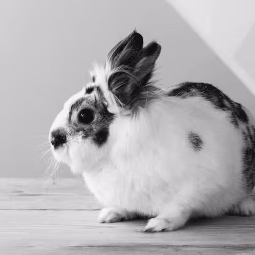 Item #30265843479262384956093019628837850890076542152676219222774220930495593578506 Media