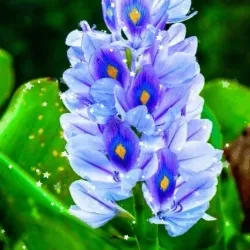 Water Flower