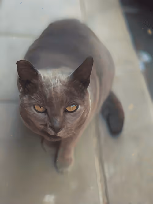 Item #102650025238985064889532626323507420633017859616961165632132730747850617520129 Media