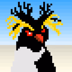 Northern rockhopper penguin #32